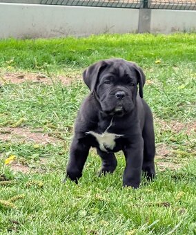 Cane Corso - štěňátka s PP - 2