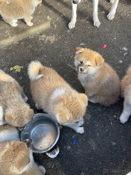 Akita inu Štěnata prodám - 2