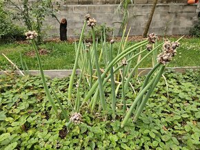 Cibule poschoďová prorůstavá ALLIUM X PROLIFERUM - sazenice - 2