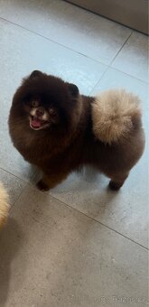 Pomeranian s PP - 2