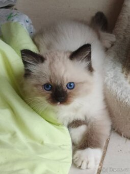 Ragdoll s PP - 2