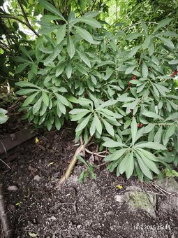 Daphne mezereum - 2