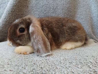 Samička zakrslého beránka 🐇 - 2