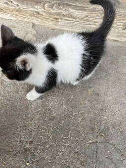 Koťátko (kočička) - 2