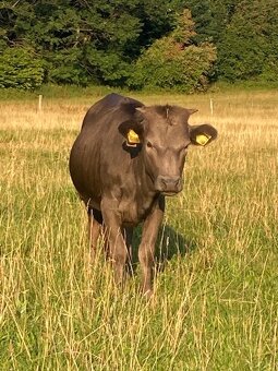 Dahomey – jalovička - 2