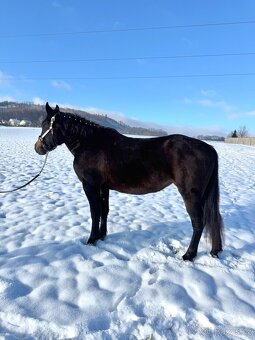 Kobyla 5 let na prodej - 2