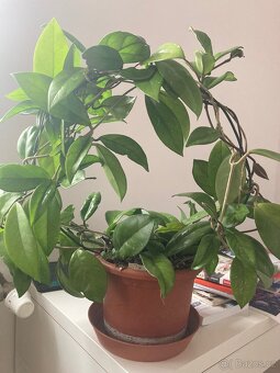 Voskovka Hoya carnosa - 2