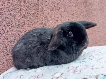 Volný Sameček - Anglický Zakrslý Beránek MiniLop🍑 - 2