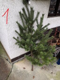 Vánočný stromek, stromky borovice, levně - 2