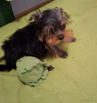 Jorkšírský teriér bez pp - 2