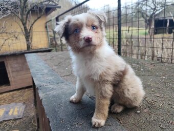 Miniaturní americký ovčák - 2