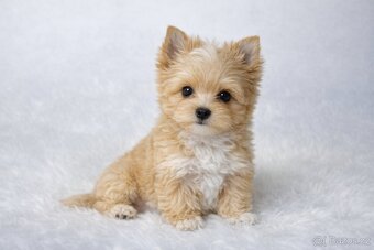 yorkshire terrier s PP - 2