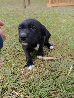 Štěňata Borador - 2