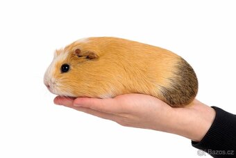 Barevná samička morčete - 2