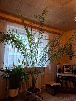 Prodám vzrostlou palmu - 2