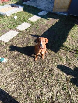 Štěně Jack Russel - 2