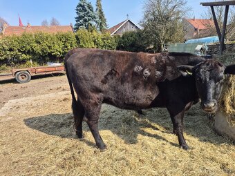 Angus/wagyu krávy - 2