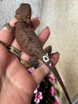 Agama vousata samicky - 2
