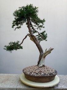 Tis červený bonsai - 2