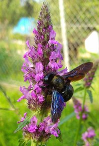 Bukvice lékařská - Betonica officinalis 700 semen 50 Kč - 2
