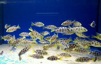 Tlamovci Malawi... Nimbochromis venustus 7-9cm - 2