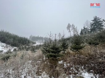 Prodej, les, 4368 m2, Stupná, Vidochov - 2