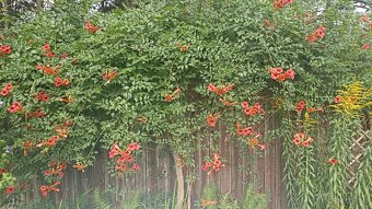 Campsis grandiflora - trubač velkokvětý - červené květy - 2