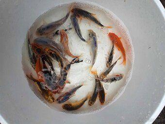 KOI - TÁBOR - 2