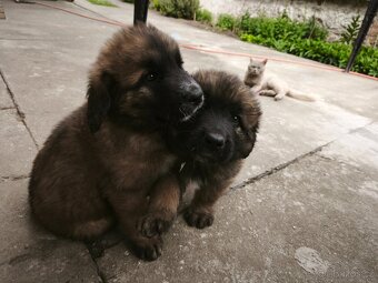Leonberger šteňatá - 2