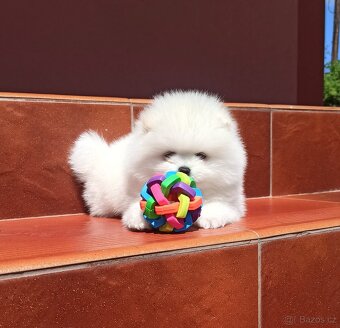 Bílá Pomeranian štěňata - 2