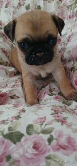 Mops - 2