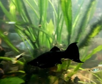 Black Molla Prachaticko - 2