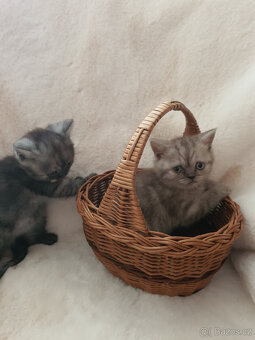 Prodám kotata Whiskas - 2