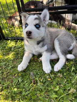 Štěně Husky bez PP - 2