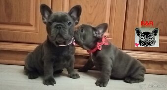 Francouzský buldoček modrý - French bulldog blue - 2