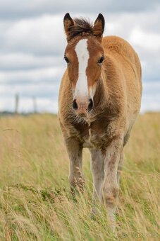 Klisna Welsh Cob - 2