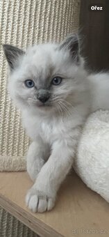 Ragdoll velmi nádnehné koťátko bez PP - 2