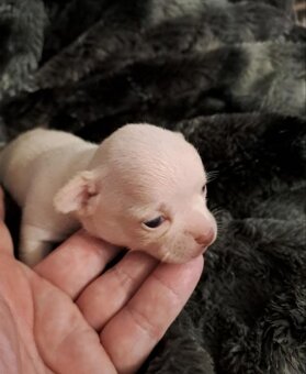 Mini čivava - 2