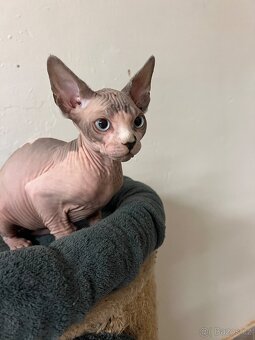 Kanadský sphynx - 2