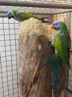 Alexandr čínsky - 2