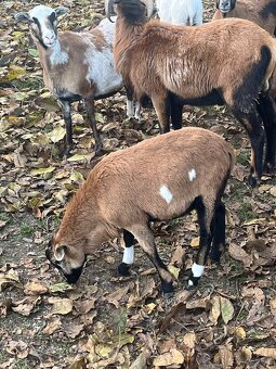 Kamerunské ovce - 2