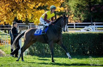 PRODÁM 4 LETÉHO VALACHA - 2