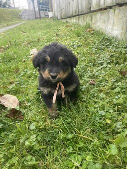 Border kolie X neznámí - 2