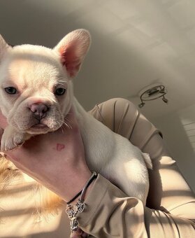 Francouzský buldoček - 2