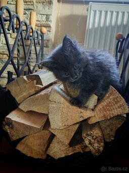 Mainska myvali bez pp - 2