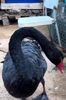 Drůbež a Nasadová vajíčka - 2