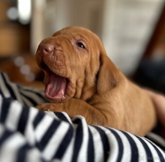 Maďarský ohař krátkosrstý - 2