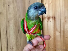 Senegalský papoušek - 2