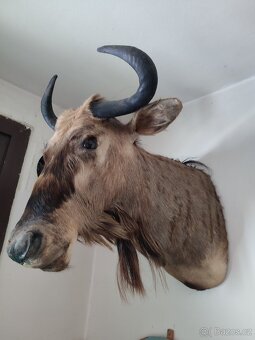 Pakůň žíhaný - 2