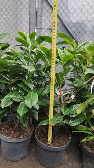 Prodám 13 ks bobkovišní Novita - minimální výška 40 cm - 2